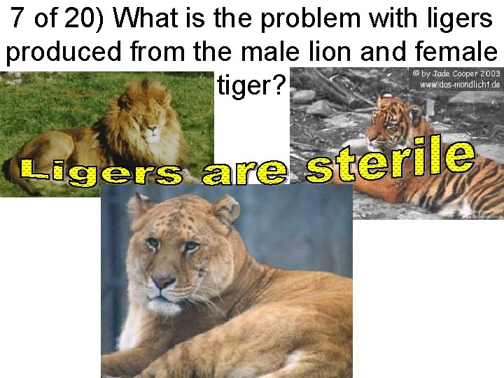 7 of 20) What is the problem with ligers produced from the male lion