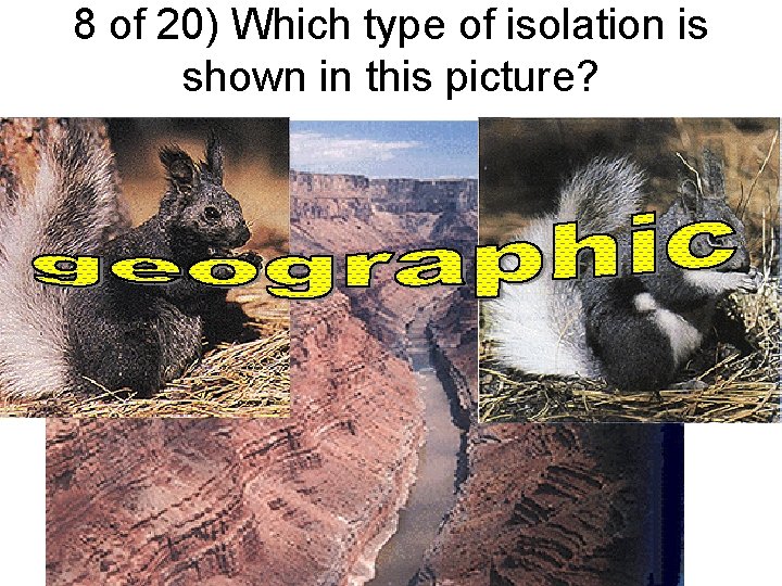 8 of 20) Which type of isolation is shown in this picture? 