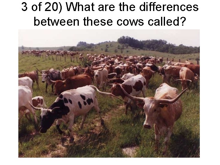 3 of 20) What are the differences between these cows called? 