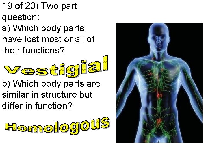 19 of 20) Two part question: a) Which body parts have lost most or