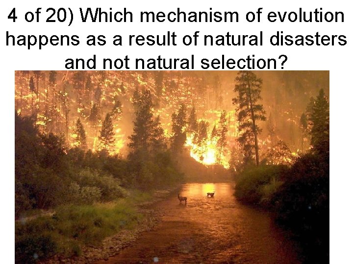 4 of 20) Which mechanism of evolution happens as a result of natural disasters