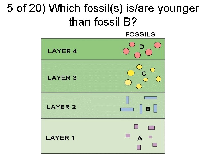 5 of 20) Which fossil(s) is/are younger than fossil B? 