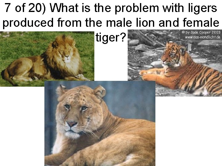 7 of 20) What is the problem with ligers produced from the male lion