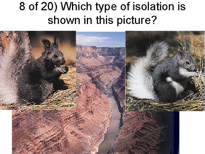 8 of 20) Which type of isolation is shown in this picture? 