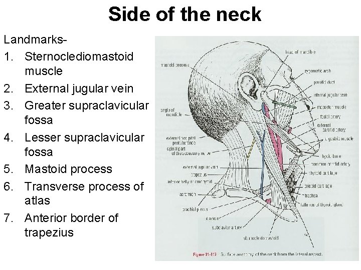 Side of the neck Landmarks 1. Sternoclediomastoid muscle 2. External jugular vein 3. Greater