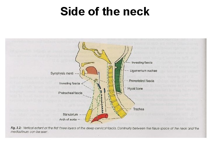 Side of the neck 