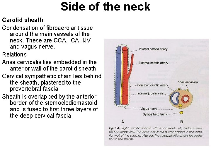 Side of the neck Carotid sheath Condensation of fibroaerolar tissue around the main vessels