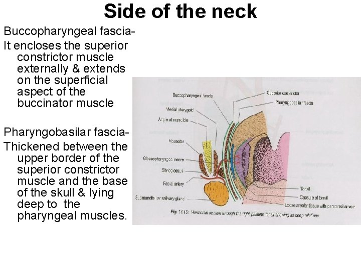 Side of the neck Buccopharyngeal fascia. It encloses the superior constrictor muscle externally &