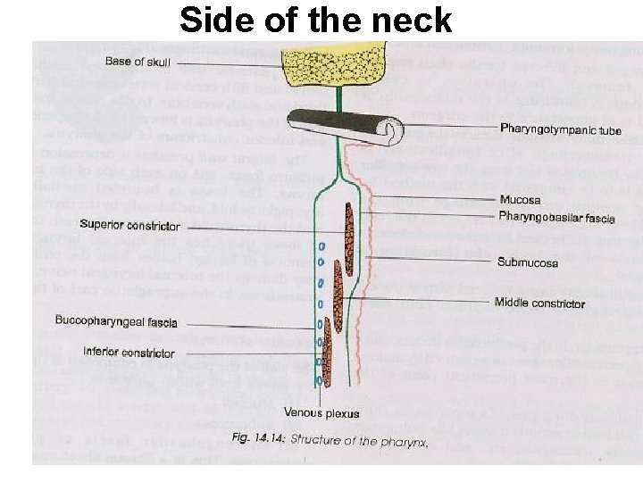 Side of the neck 