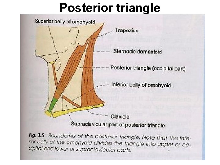 Posterior triangle 