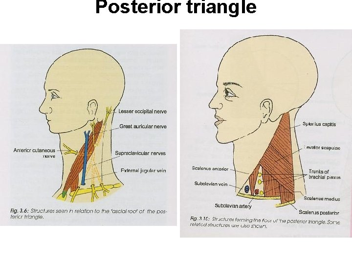 Posterior triangle 