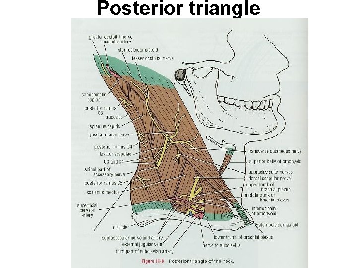 Posterior triangle 