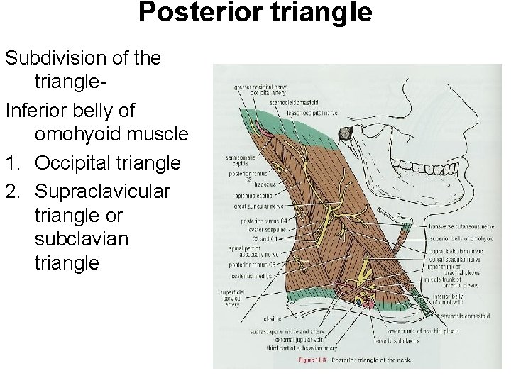 Posterior triangle Subdivision of the triangle. Inferior belly of omohyoid muscle 1. Occipital triangle