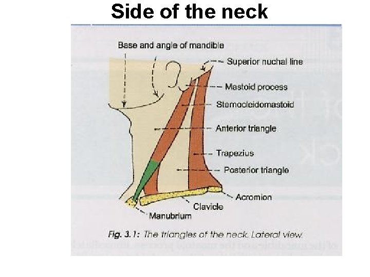 Side of the neck 