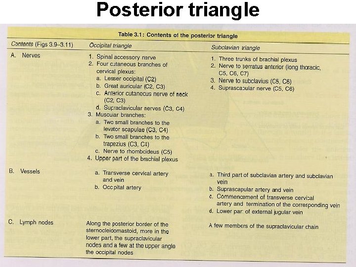 Posterior triangle 