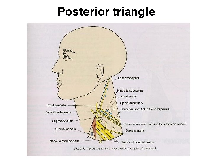 Posterior triangle 