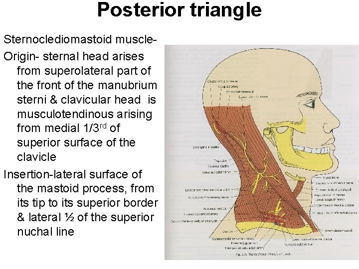 Posterior triangle Sternoclediomastoid muscle. Origin- sternal head arises from superolateral part of the front