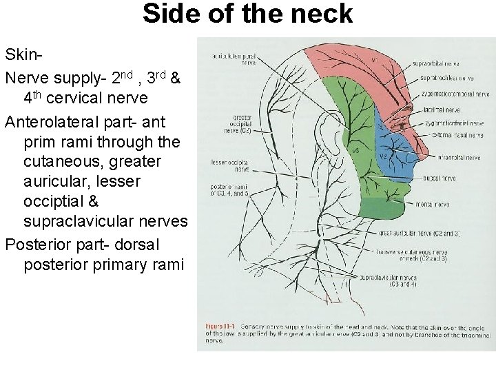Side of the neck Skin. Nerve supply- 2 nd , 3 rd & 4