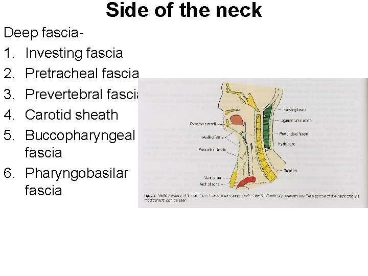 Side of the neck Deep fascia 1. Investing fascia 2. Pretracheal fascia 3. Prevertebral