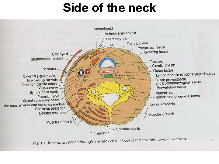 Side of the neck 