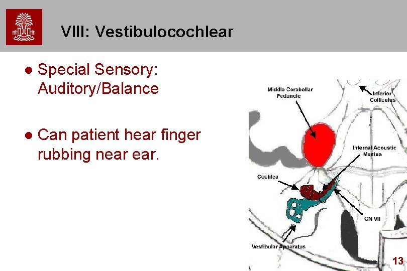 VIII: Vestibulocochlear l Special Sensory: Auditory/Balance l Can patient hear finger rubbing near ear.