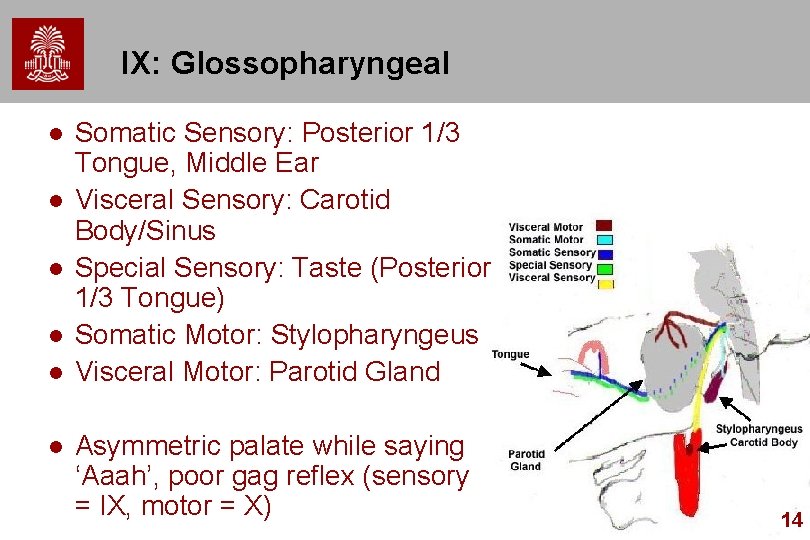 IX: Glossopharyngeal l l l Somatic Sensory: Posterior 1/3 Tongue, Middle Ear Visceral Sensory: