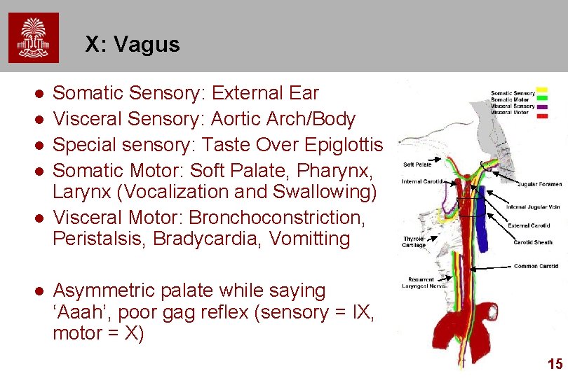 X: Vagus l l l Somatic Sensory: External Ear Visceral Sensory: Aortic Arch/Body Special