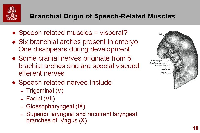 Branchial Origin of Speech-Related Muscles l l Speech related muscles = visceral? Six branchial