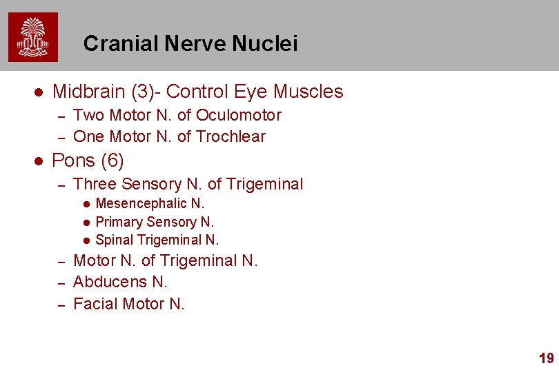 Cranial Nerve Nuclei l Midbrain (3)- Control Eye Muscles – – l Two Motor
