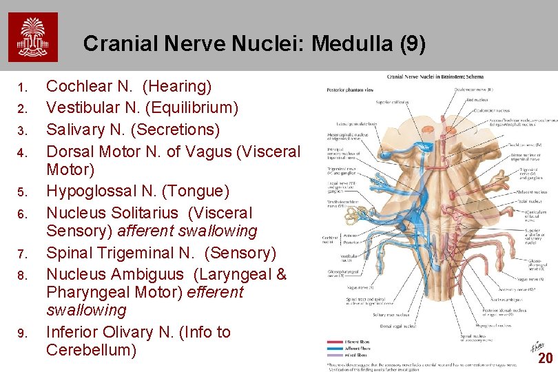 Cranial Nerve Nuclei: Medulla (9) 1. 2. 3. 4. 5. 6. 7. 8. 9.
