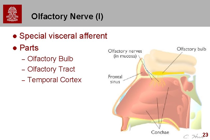 Olfactory Nerve (I) Special visceral afferent l Parts l – – – Olfactory Bulb