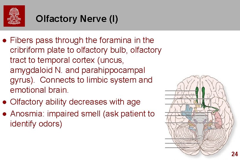 Olfactory Nerve (I) l l l Fibers pass through the foramina in the cribriform