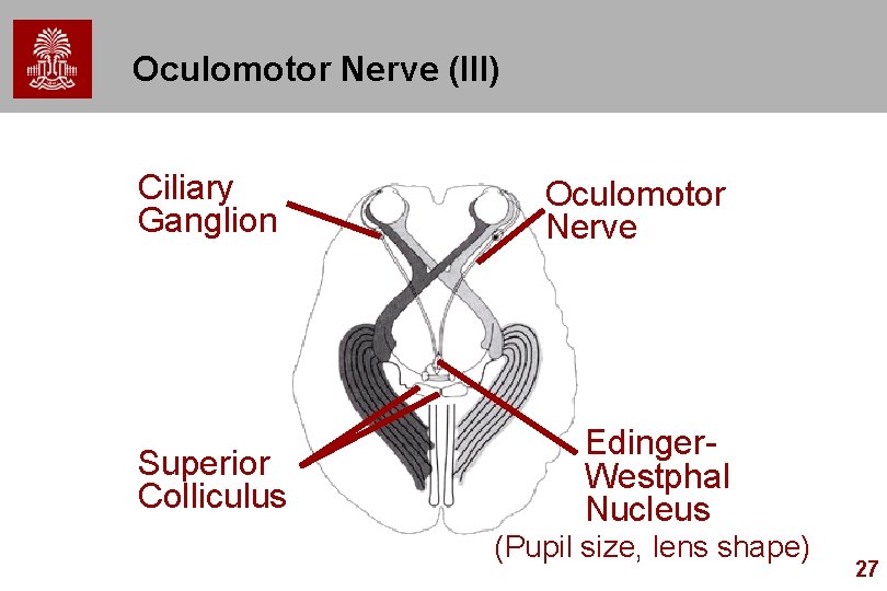 Oculomotor Nerve (III) Ciliary Ganglion Oculomotor Nerve Superior Colliculus Edinger. Westphal Nucleus (Pupil size,