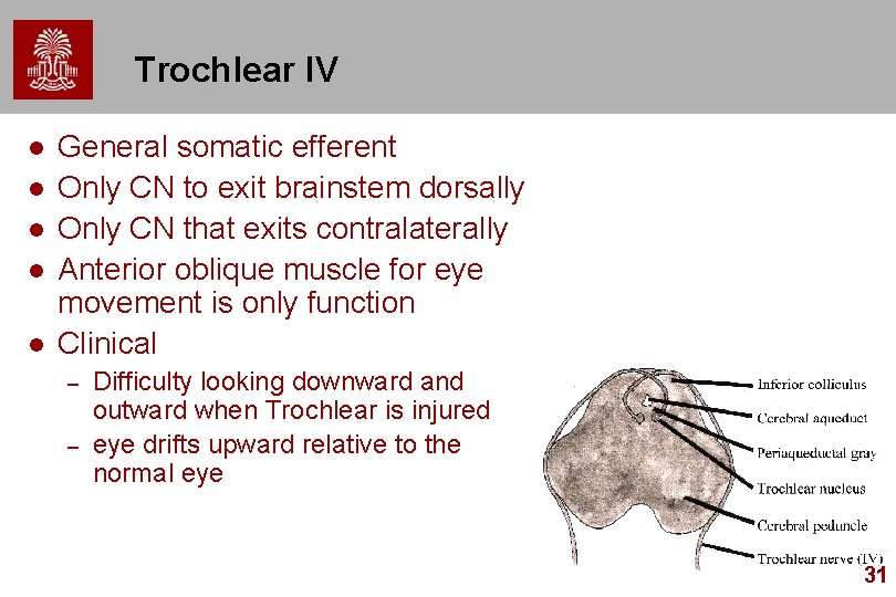 Trochlear IV l l l General somatic efferent Only CN to exit brainstem dorsally