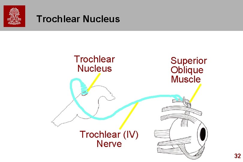 Trochlear Nucleus Superior Oblique Muscle Trochlear (IV) Nerve 32 