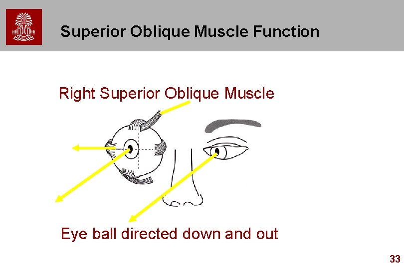 Superior Oblique Muscle Function Right Superior Oblique Muscle Eye ball directed down and out