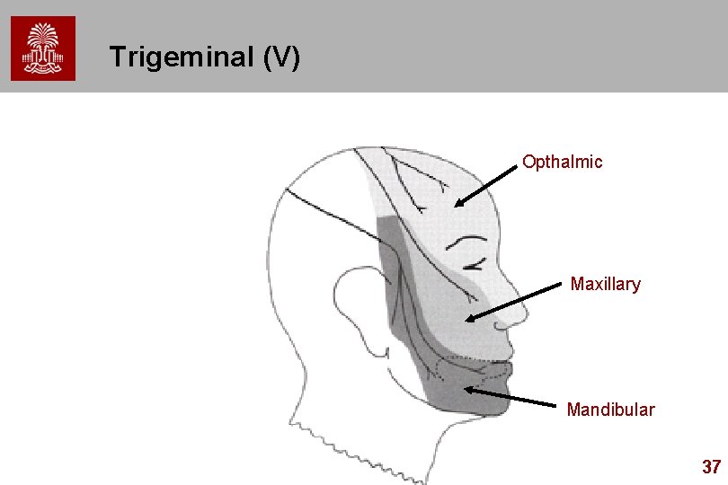 Trigeminal (V) Opthalmic Maxillary Mandibular 37 