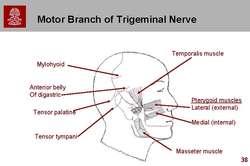 Motor Branch of Trigeminal Nerve Temporalis muscle Mylohyoid Anterior belly Of digastric Tensor palatine