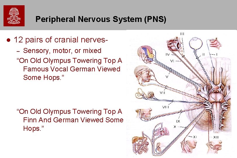 Peripheral Nervous System (PNS) l 12 pairs of cranial nerves. Sensory, motor, or mixed