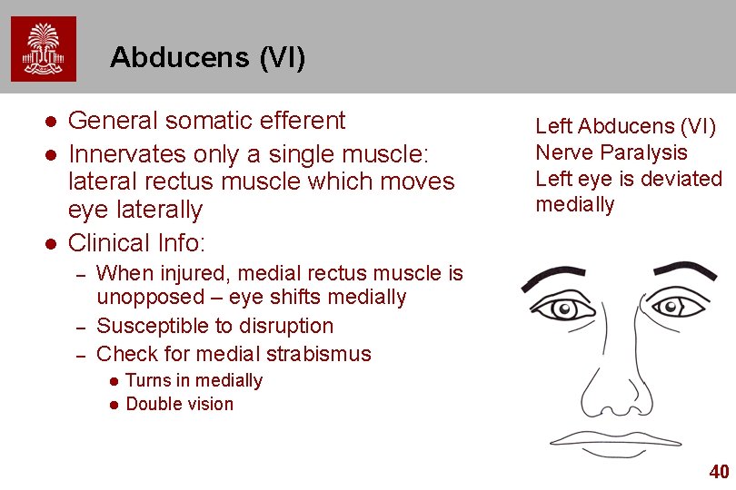 Abducens (VI) l l l General somatic efferent Innervates only a single muscle: lateral