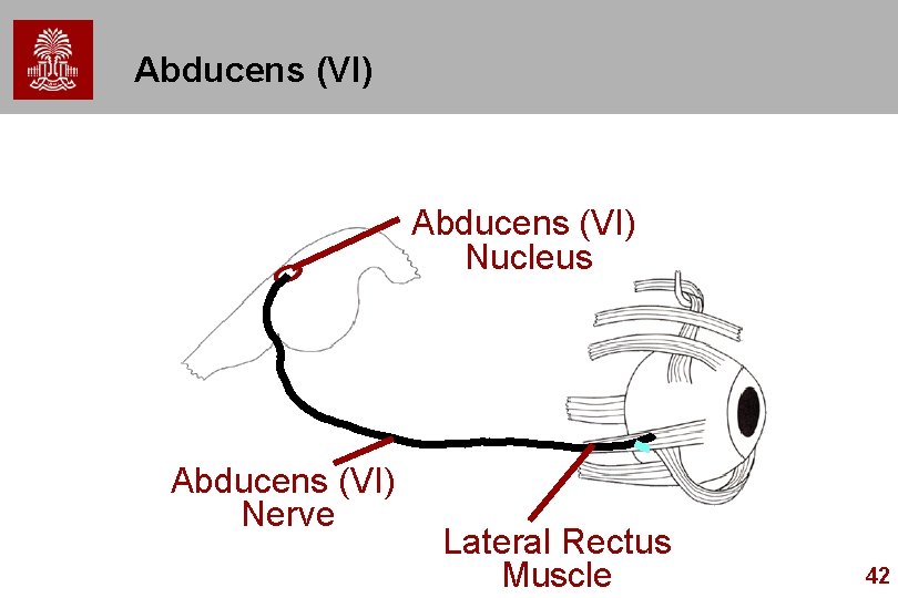 Abducens (VI) Nucleus Abducens (VI) Nerve Lateral Rectus Muscle 42 