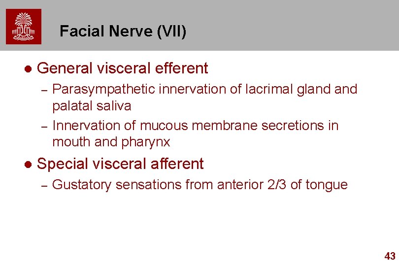 Facial Nerve (VII) l General visceral efferent – – l Parasympathetic innervation of lacrimal