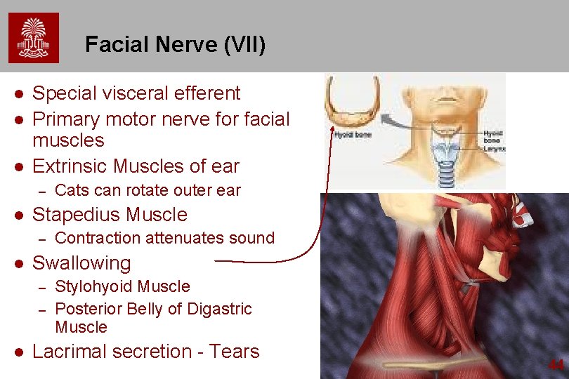 Facial Nerve (VII) l l l Special visceral efferent Primary motor nerve for facial