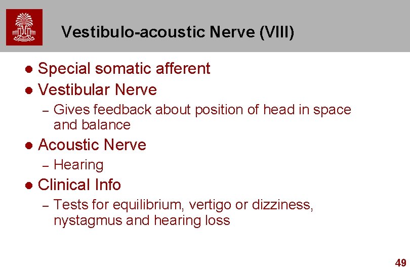 Vestibulo-acoustic Nerve (VIII) Special somatic afferent l Vestibular Nerve l – l Acoustic Nerve
