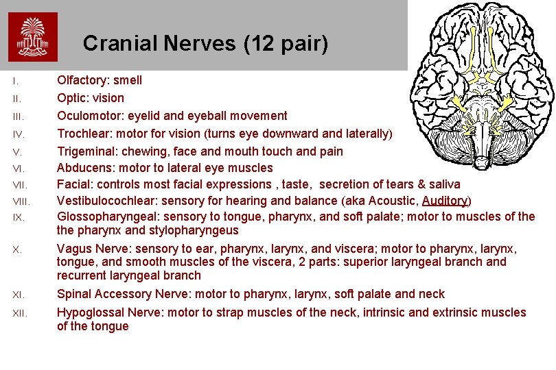 Cranial Nerves (12 pair) I. III. IV. V. VIII. IX. Olfactory: smell Optic: vision