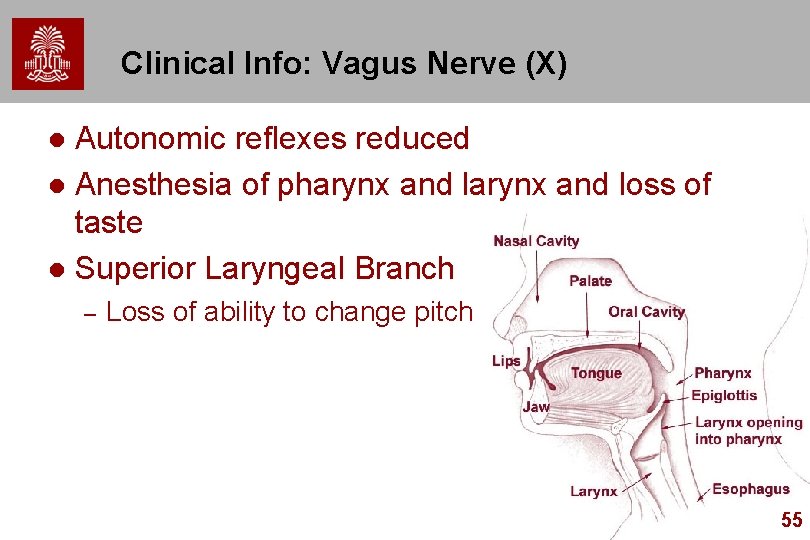 Clinical Info: Vagus Nerve (X) Autonomic reflexes reduced l Anesthesia of pharynx and loss