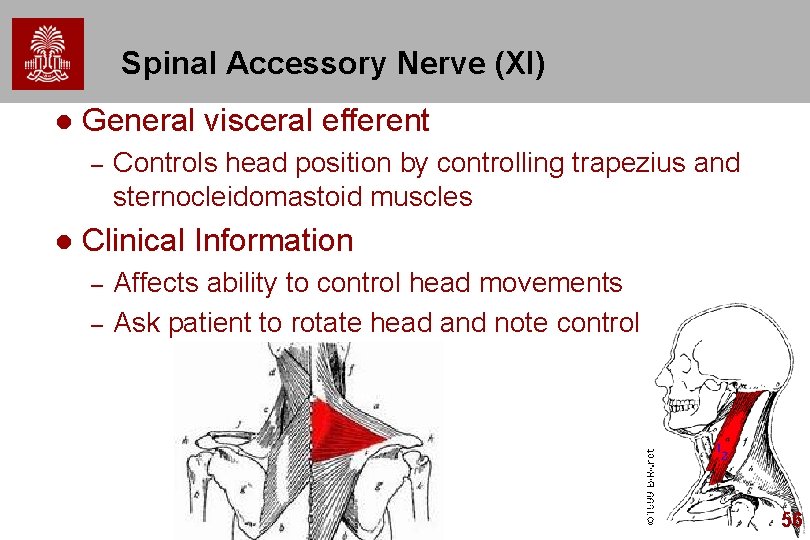 Spinal Accessory Nerve (XI) l General visceral efferent – l Controls head position by