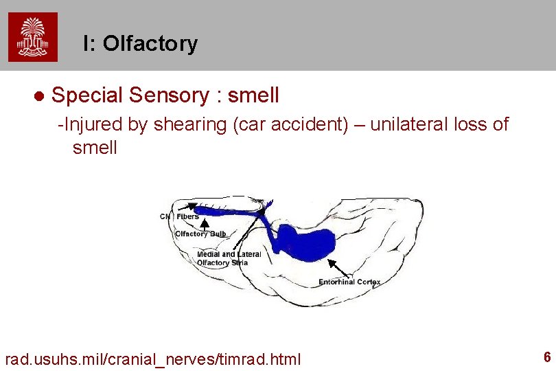 I: Olfactory l Special Sensory : smell -Injured by shearing (car accident) – unilateral