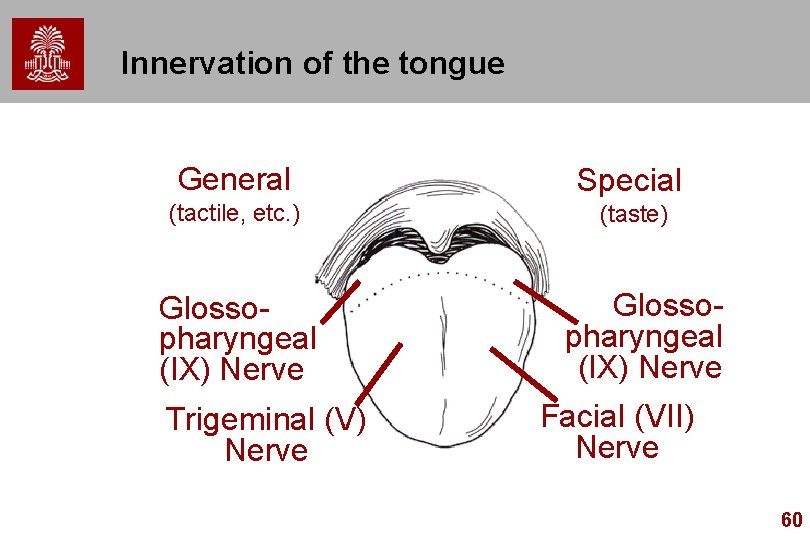 Innervation of the tongue General Special (tactile, etc. ) (taste) Glossopharyngeal (IX) Nerve Trigeminal