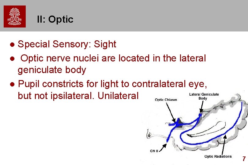 II: Optic Special Sensory: Sight l Optic nerve nuclei are located in the lateral